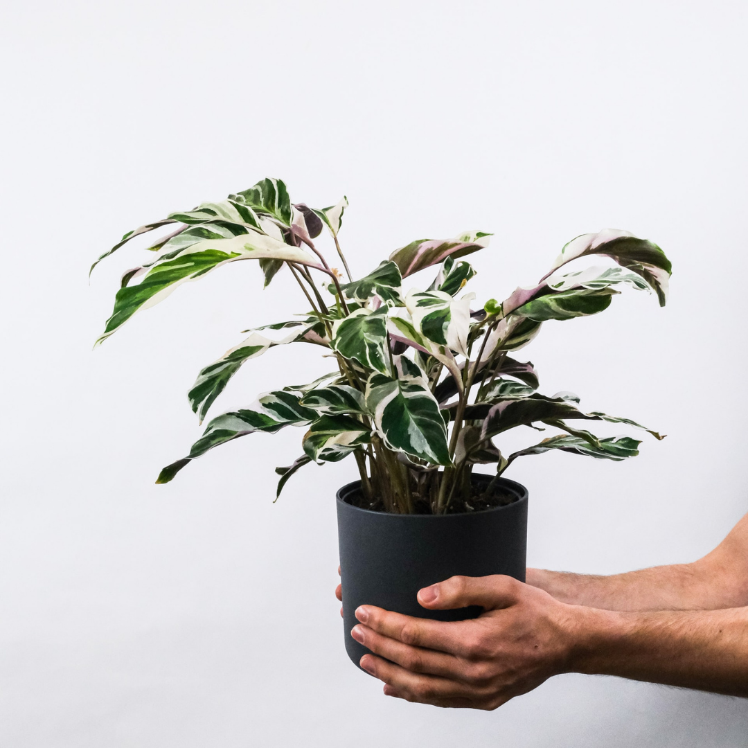 Calathea 'White Fusion'