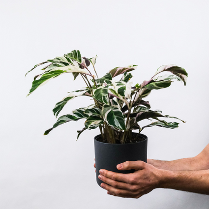 Calathea 'White Fusion'