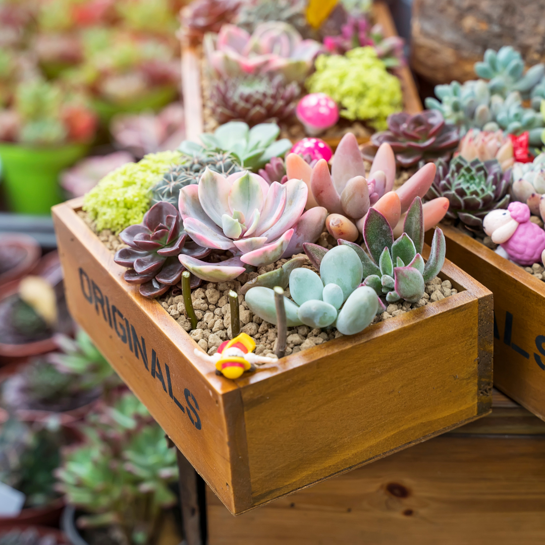 Vibrant succulents in Plant Swag Shop's succulent subscription box