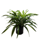 Dracaena Lemon Lime indoor plant