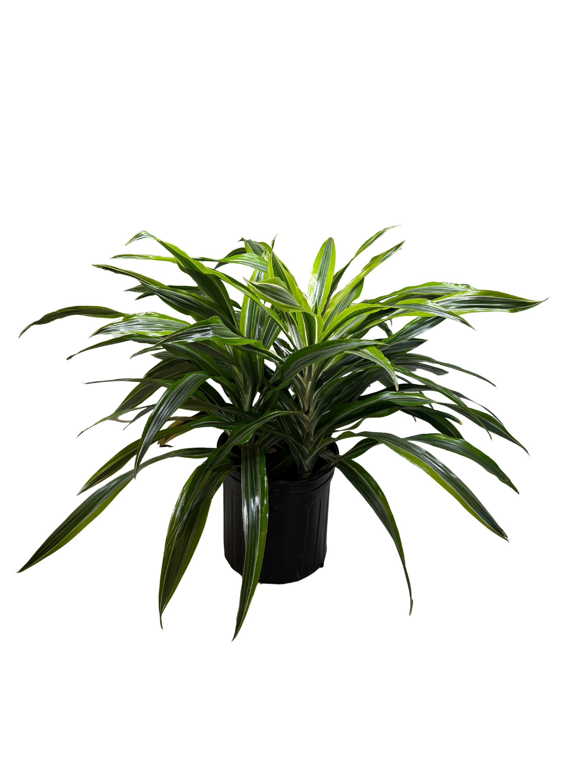 Dracaena Lemon Lime indoor plant