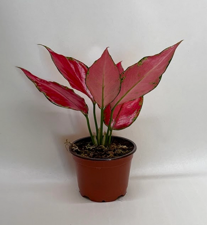 Chinese Evergreen Ruby Garuda indoor plant