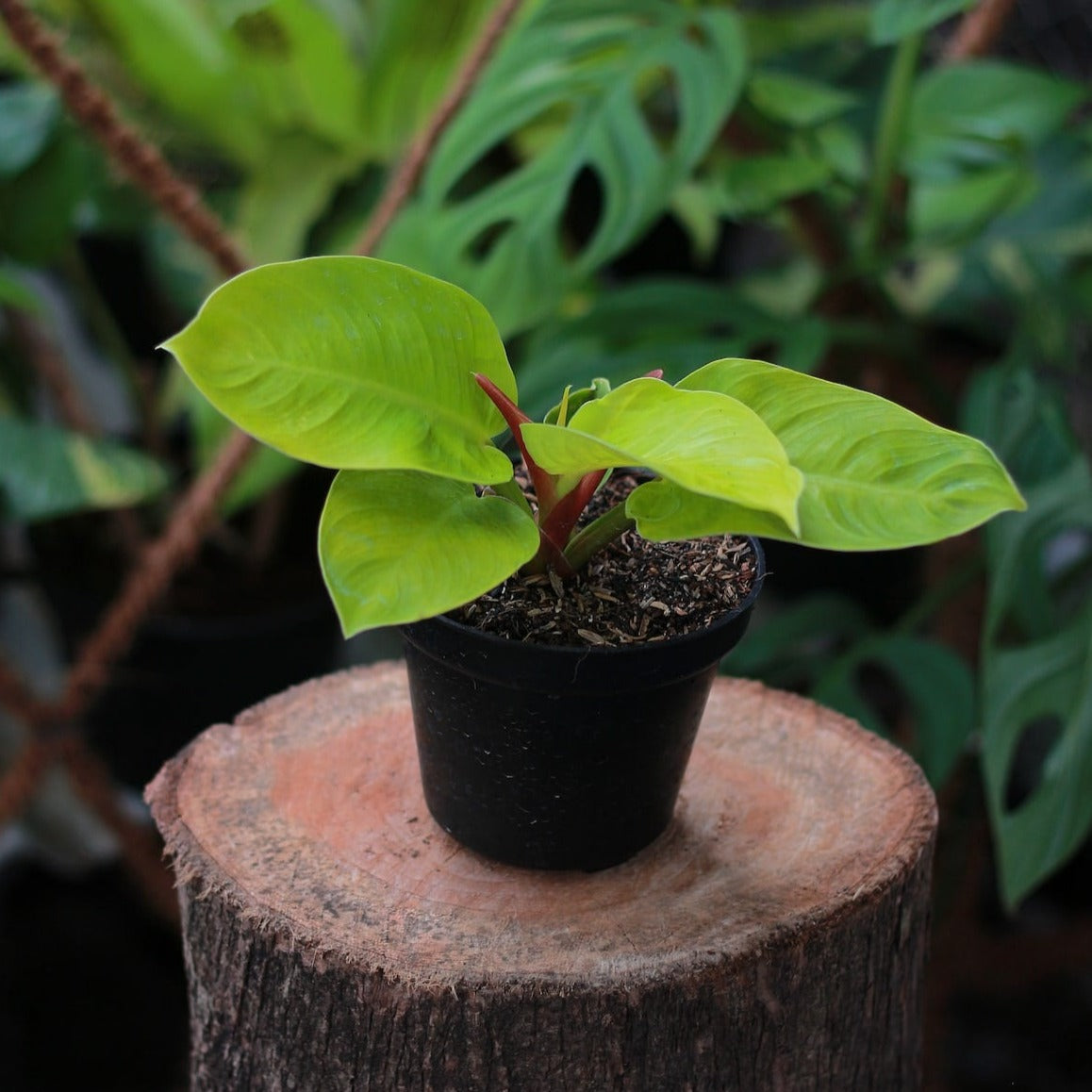 Philodendron 'Moonlight'