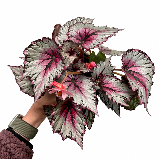 Begonia 'Rex' - 4" Pot