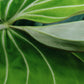 Philodendron Gloriosum