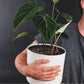 Philodendron Gloriosum