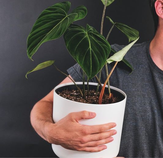 Philodendron Gloriosum 'Zebra' Rare