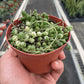 Succulent 'String of Pearls' Variegated
