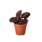 Calathea 'Dottie'