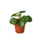 Pilea Peperomioides Chinese Money indoor plant