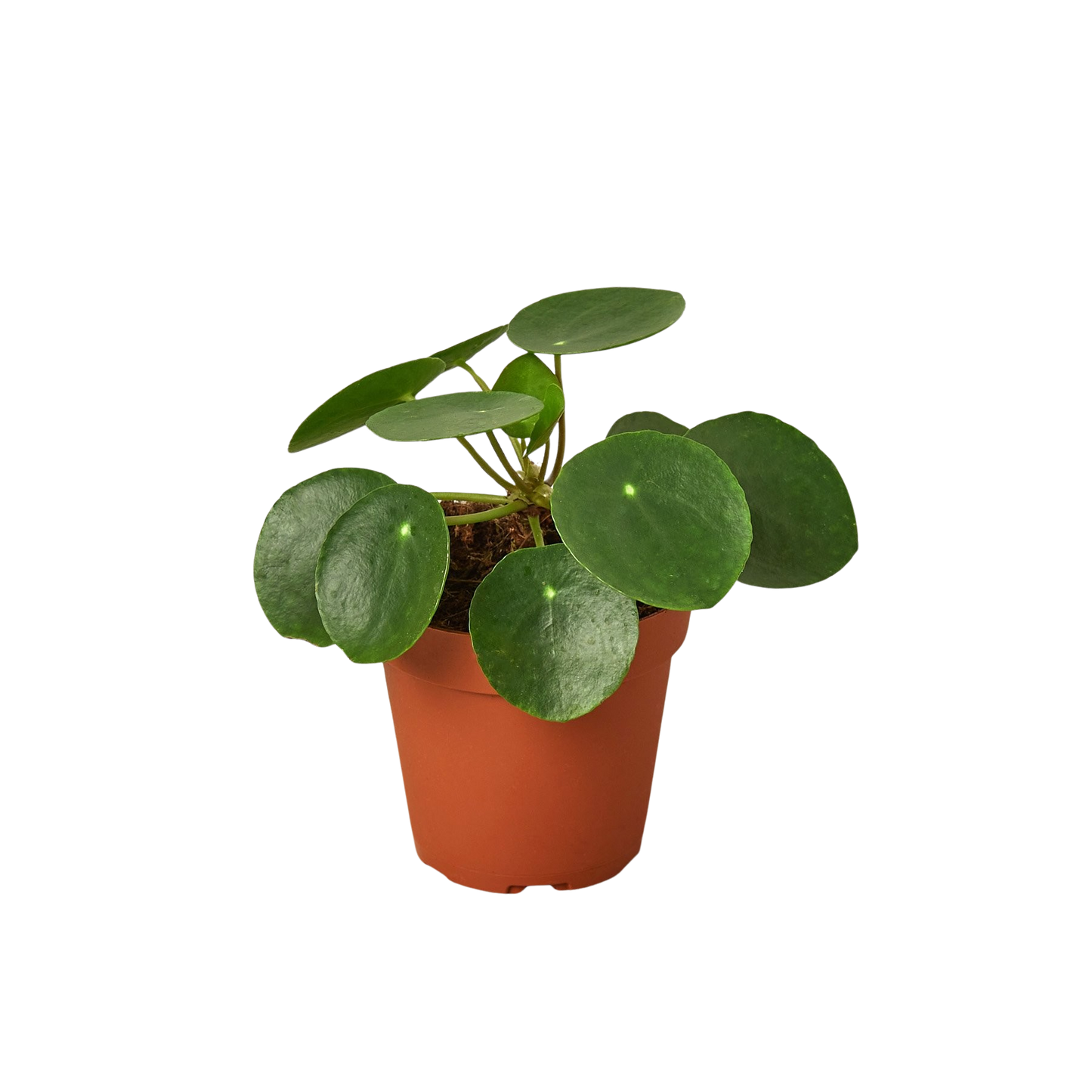 Pilea Peperomioides Chinese Money indoor plant