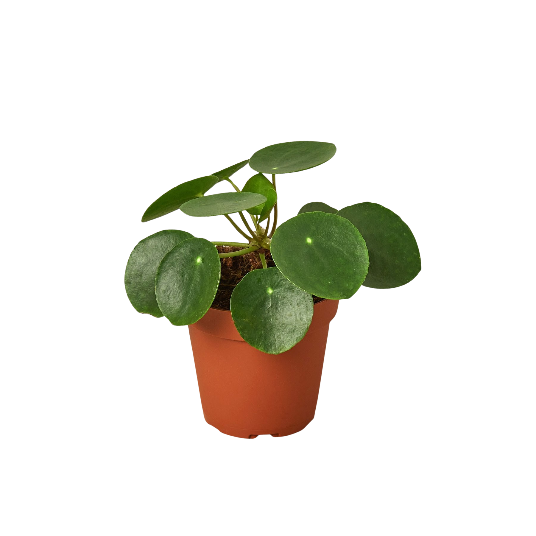Pilea Peperomioides Chinese Money indoor plant