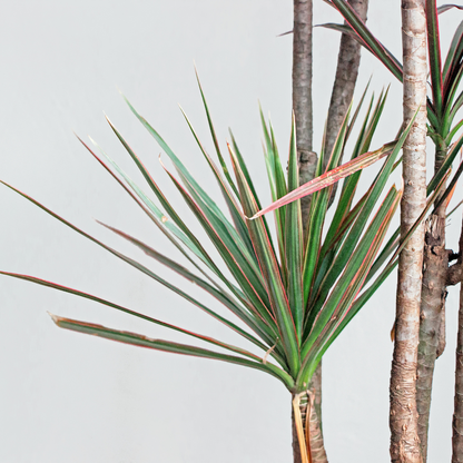 red star dracaena palm Buy Dracaena Red Margined