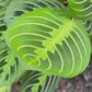 maranta lemon lime