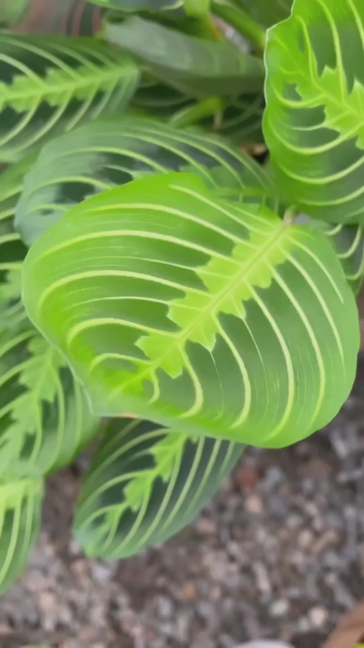 maranta lemon lime