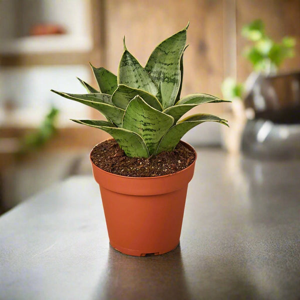 sansevieria rocket snake eye plant Buy Snake Plant Starlight