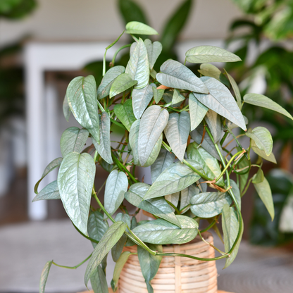 blue pothos for sale Cebu Blue Pothos