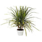 Dracaena Marginata 'Sunshine'