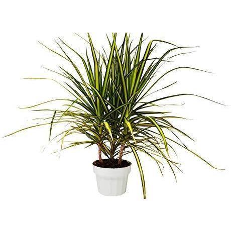 Dracaena Marginata 'Sunshine'