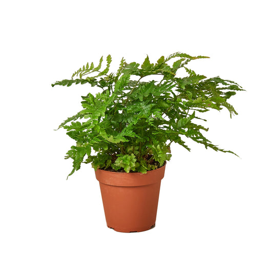 'Autumn' Fern Media 1 of 5