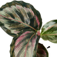 Calathea Roseopicta 'Medallion' II - 6" Pot