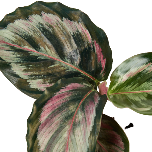 Calathea Roseopicta 'Medallion' II - 6" Pot