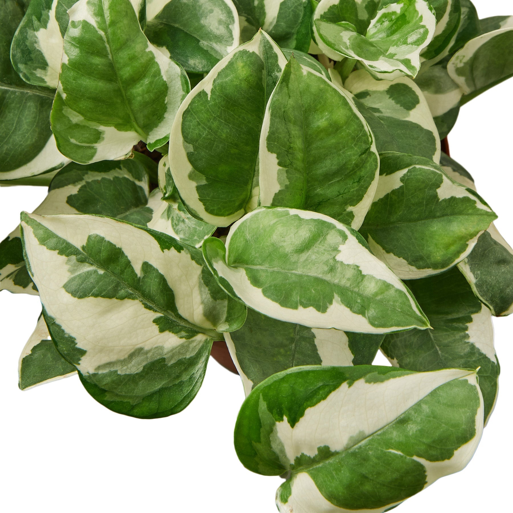 pothos variety pack Buy 2 Pothos Variety Pack