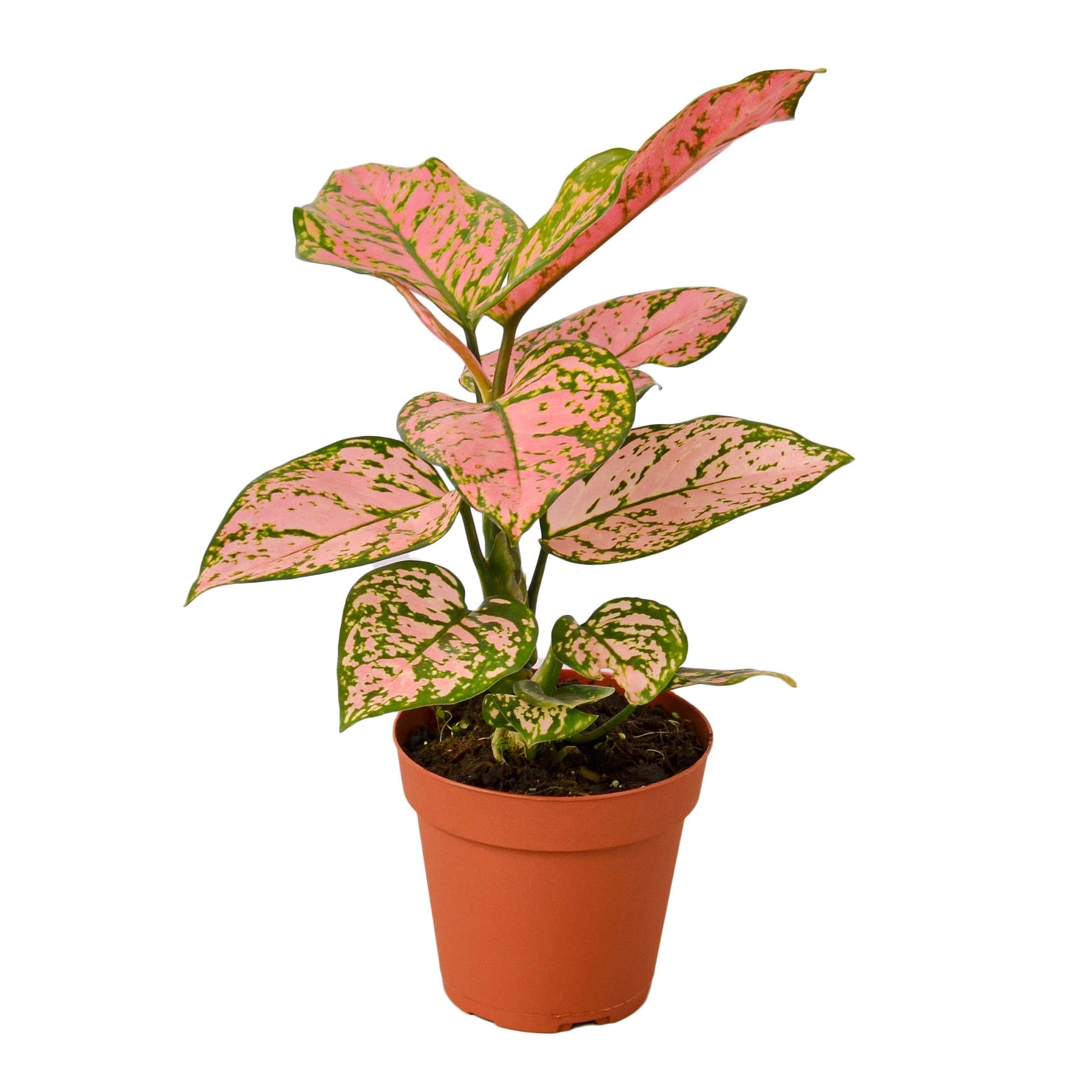 Chinese Evergreen 'Lady Valentine' Media 1 of 5