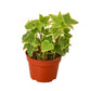 english ivy potted houseplant bundle