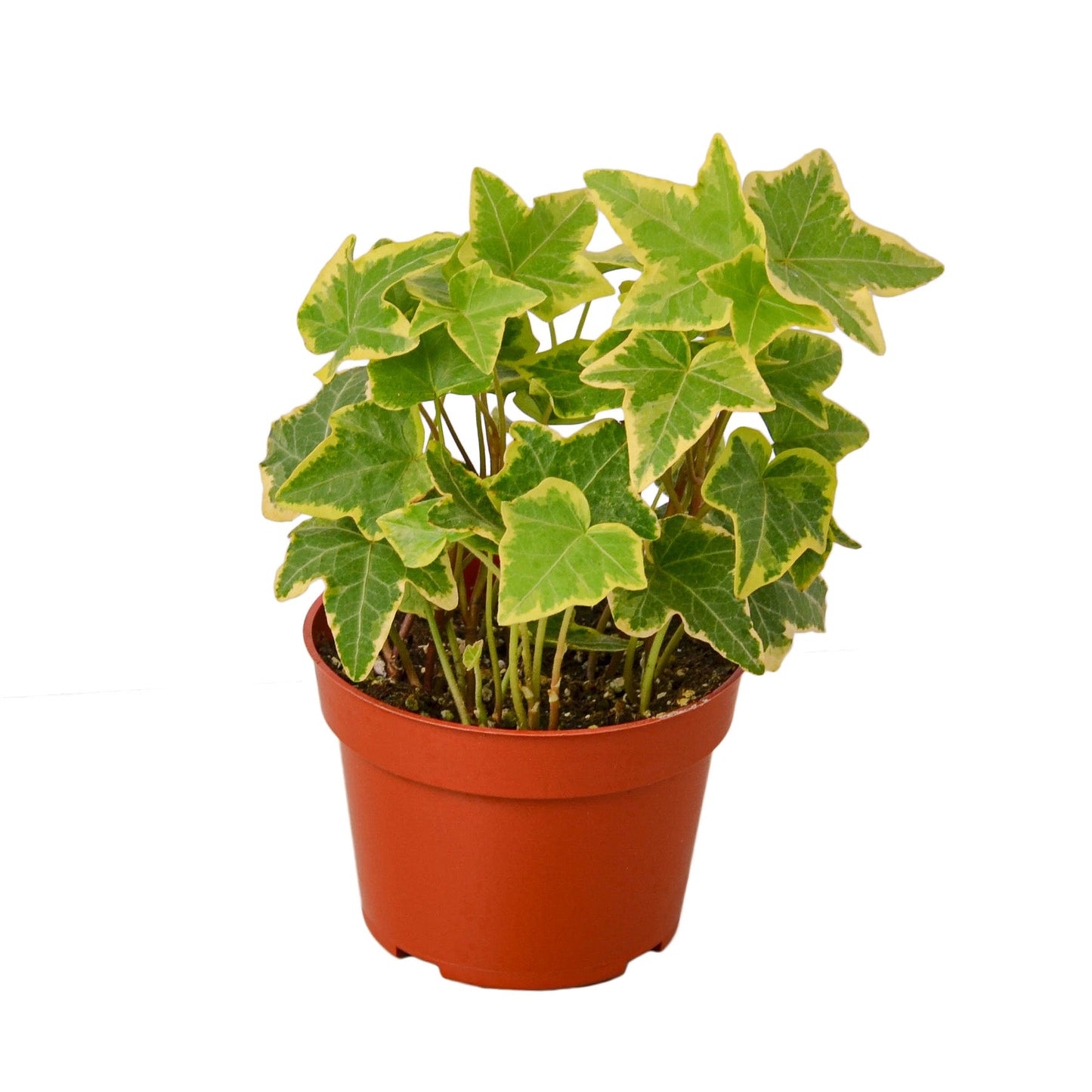 english ivy potted houseplant bundle