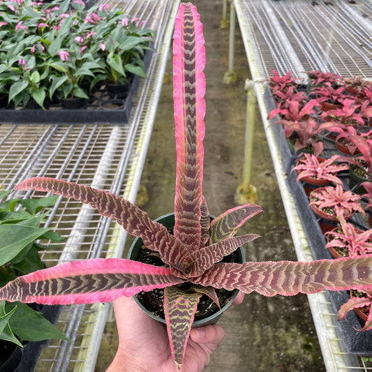 Cryptanthus 'Elaine'