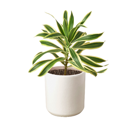 dracaena reflexa cats Buy Dracaena Song of India