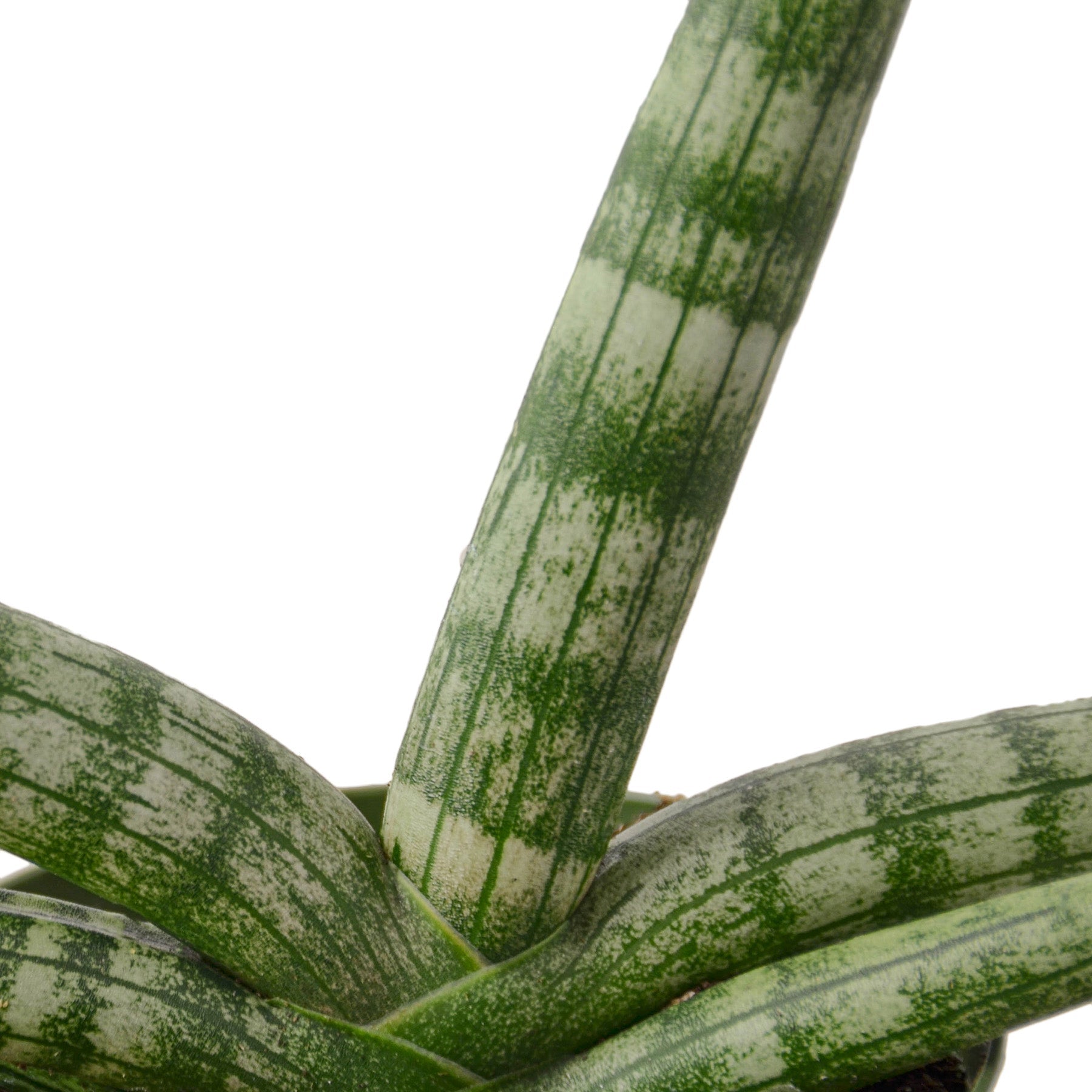 potbound starfish snake plant Buy Snake Plant Starfish