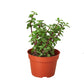 Succulent 'Elephant Bush' - Plant Swag Shop 