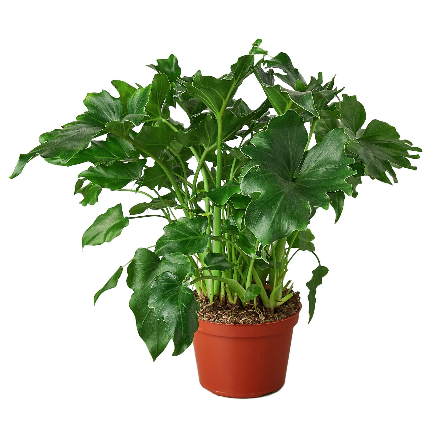 philodendron selloum low light The Snobby Leaf | Philodendron ‘Little Hope' - 6 inch Pot