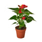 2 Anthurium Variety Pack - 4" Pots.