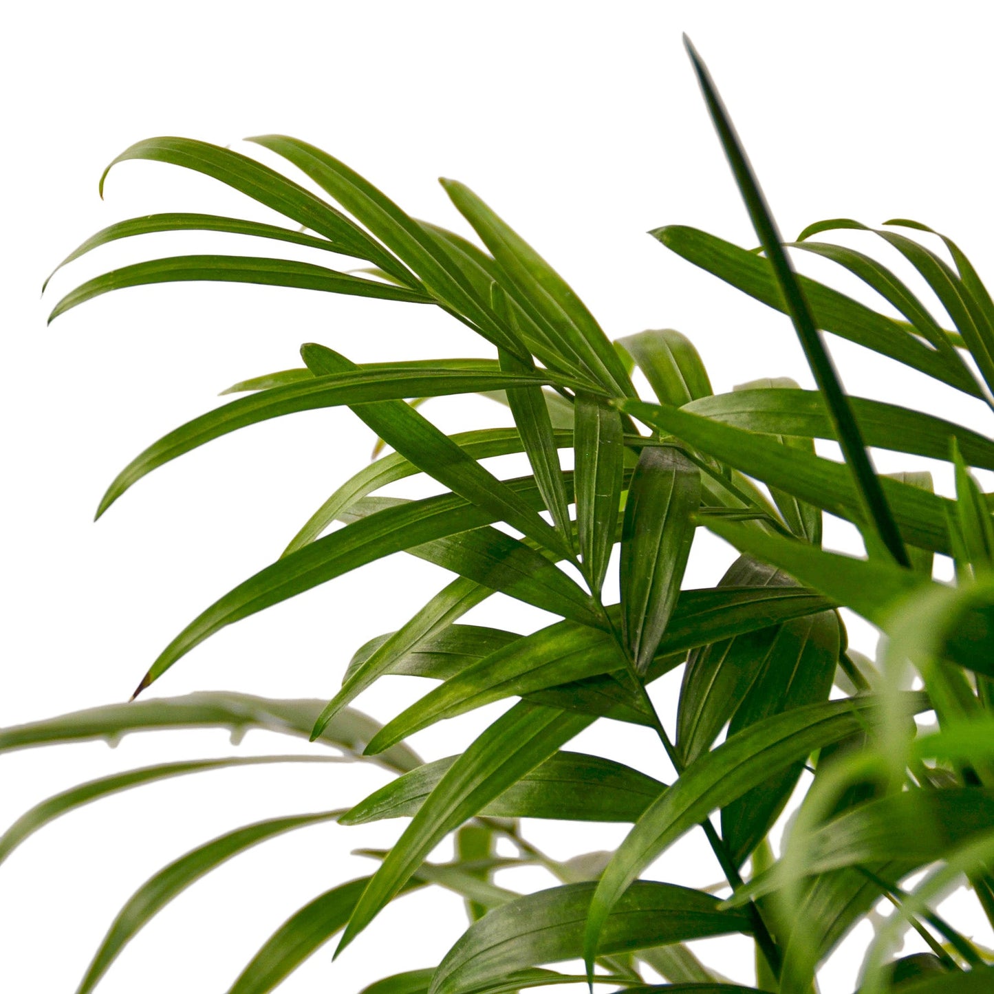 parlor palm live plant for sale