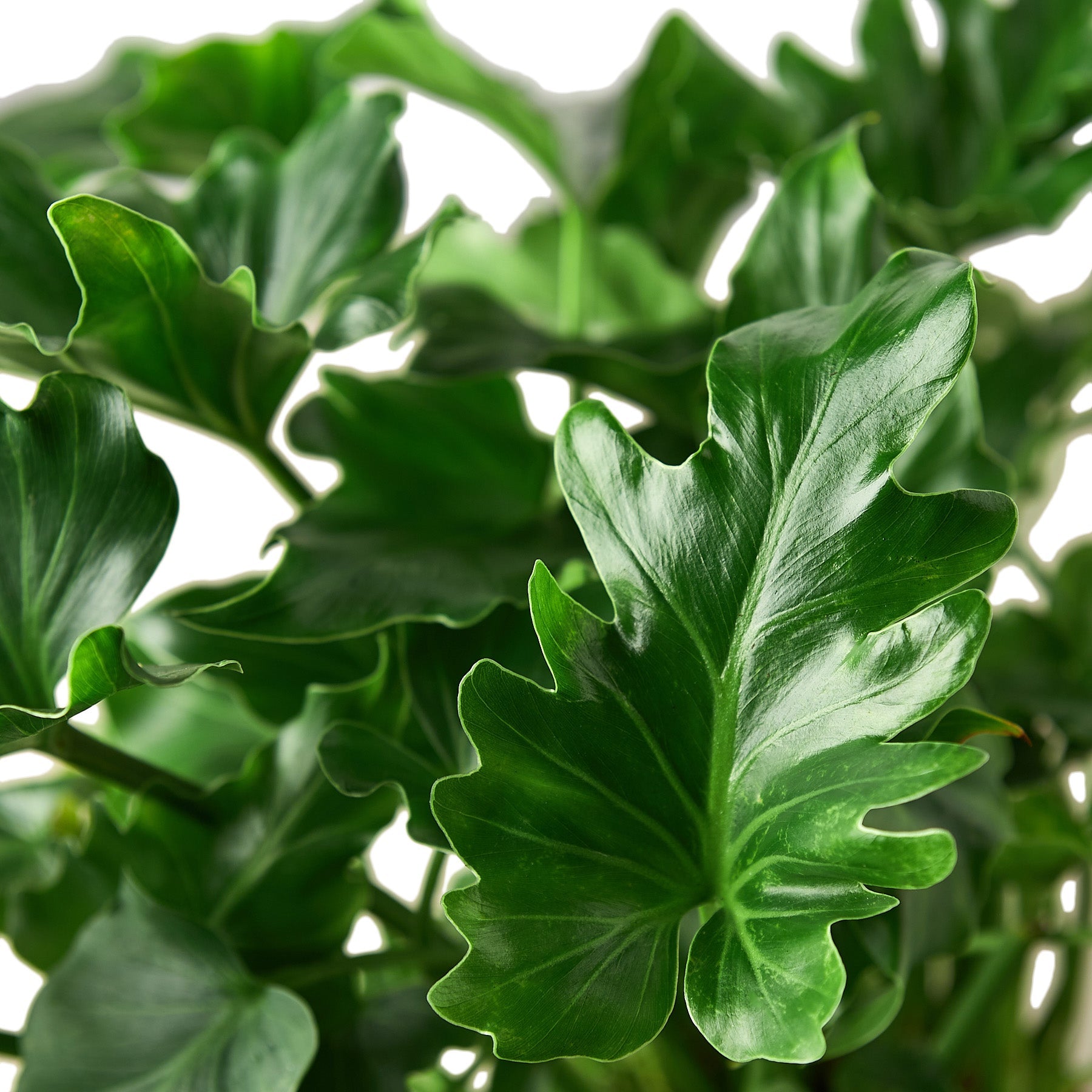 philodendron hope light The Snobby Leaf | Philodendron ‘Little Hope' - 6 inch Pot