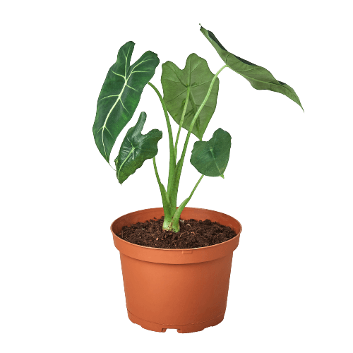 Alocasia Micholitziana 'Frydek' - Plant Swag Shop