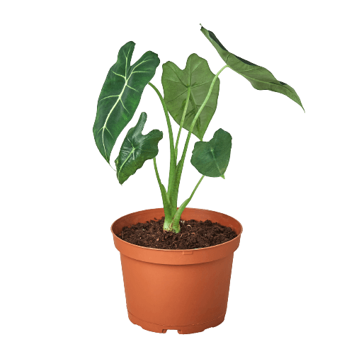 Alocasia Micholitziana 'Frydek' - Plant Swag Shop 