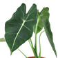 Alocasia Micholitziana 'Frydek' - Plant Swag Shop 