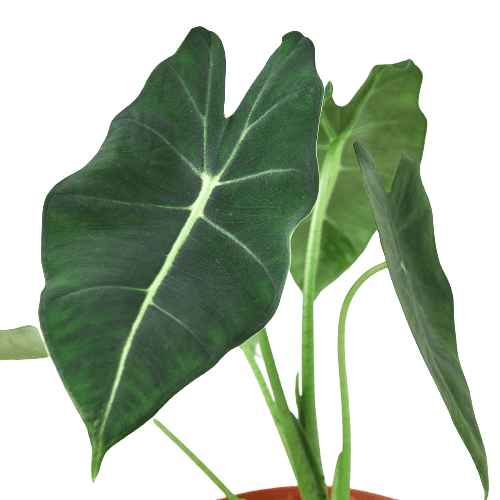 Alocasia Micholitziana 'Frydek' - Plant Swag Shop 
