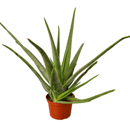 where do they sell aloe vera plants Buy Aloe Vera