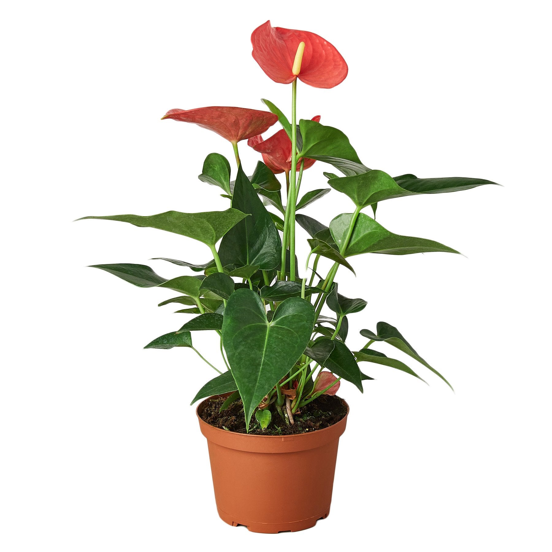 pink anthurium plant for sale Anthurium 'Pink' 6" Pot