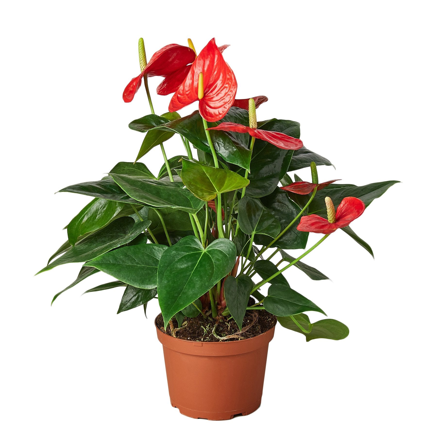 Anthurium 'Red' tropical indoor plant