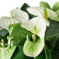 Anthurium 'White'