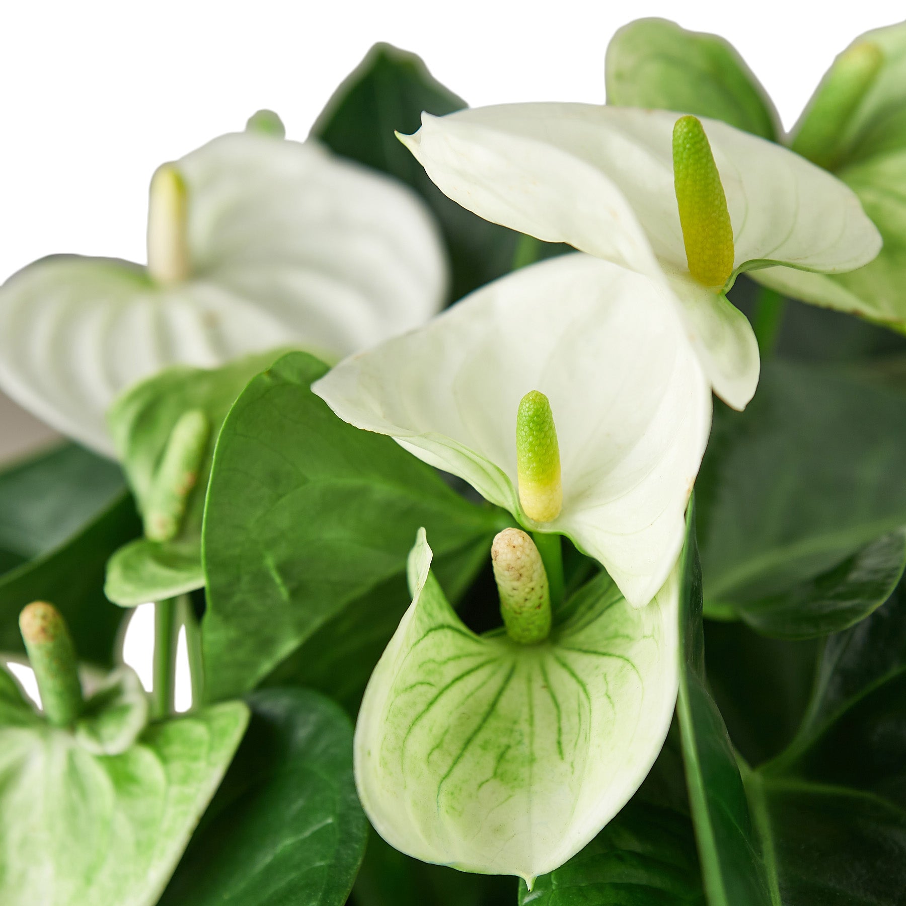 anthurium flowers for sale Buy Anthurium White