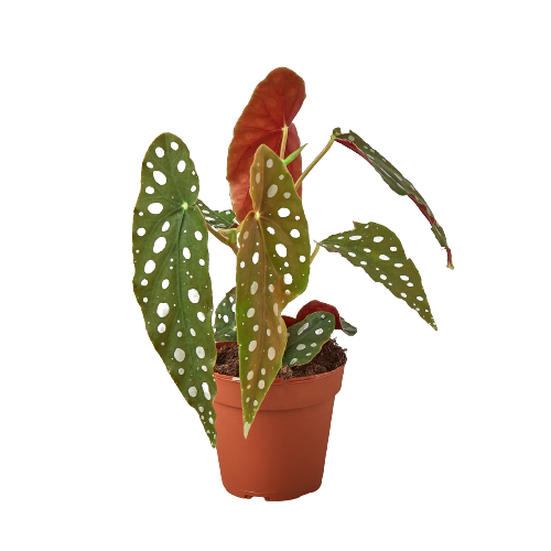 begonia maculata, polka dot plant