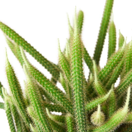 Rat Tail Cactus 6 Inch Pot