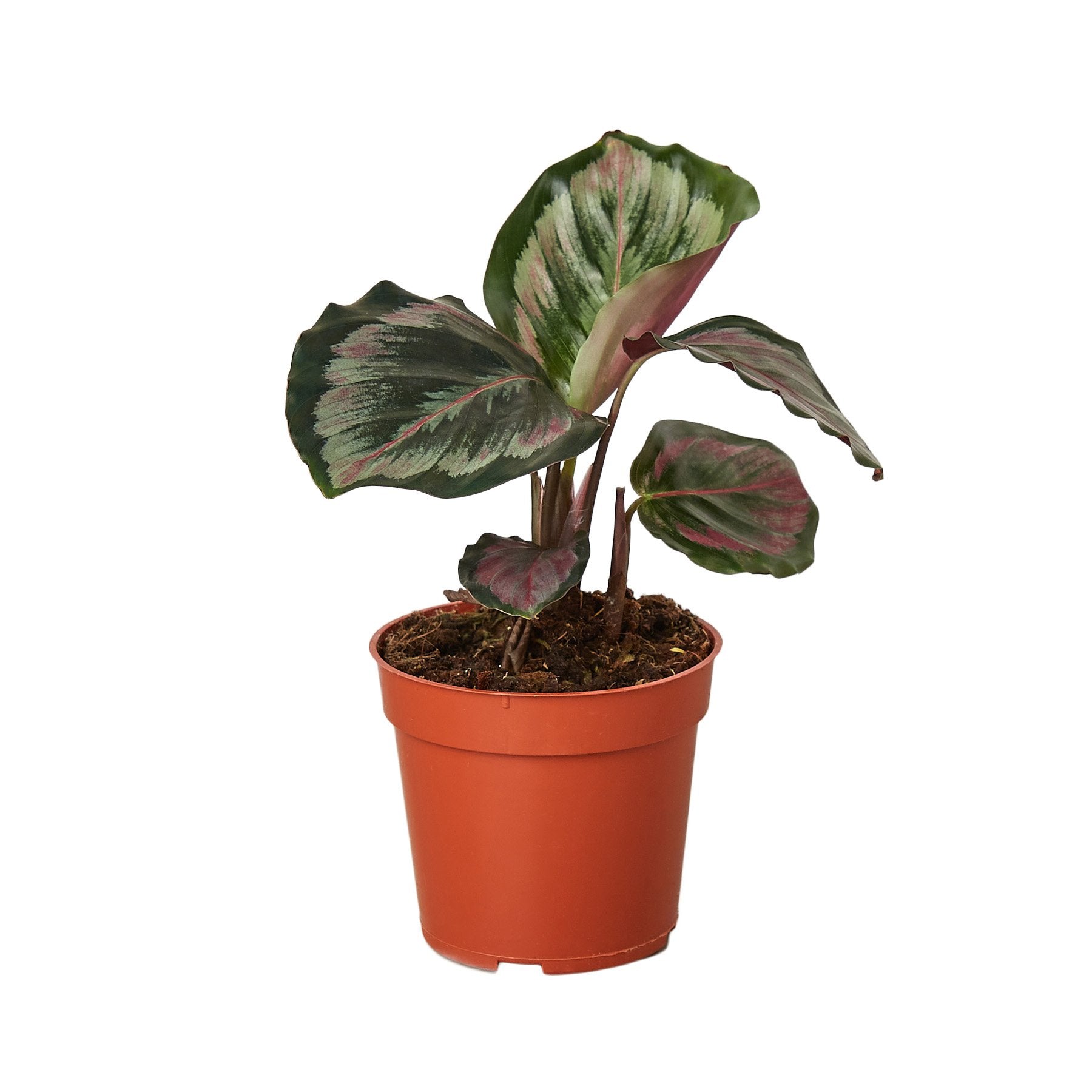 Calathea Roseopicta 'Medallion' II - 4" Pot - Plant Swag Shop 